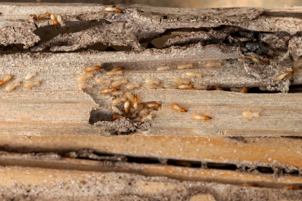 Best Pest Control for Restaurants  in Seattle, WA